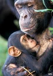 nurturing chimp