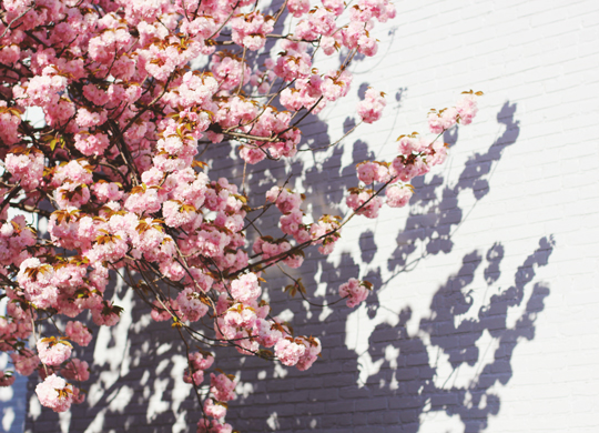 in the shadow of cherry tree