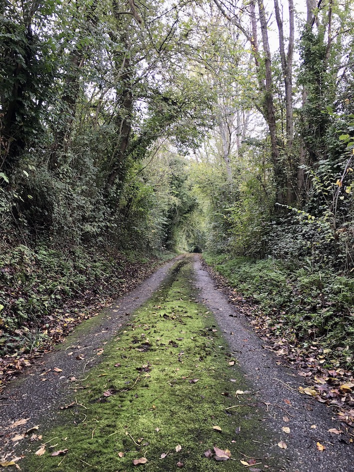 nature holding the path